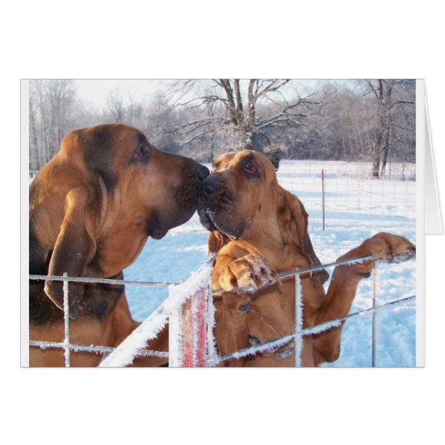 The Kiss - Bloodhound (Front Horizontal)