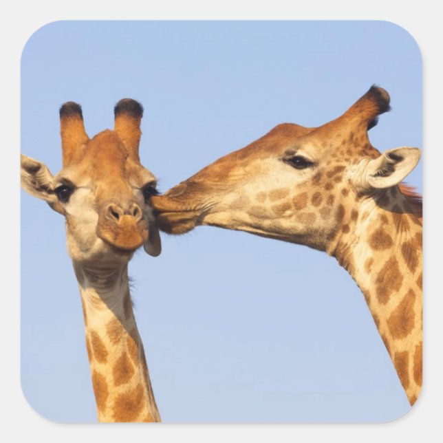 The Kiss Square Sticker (Front)