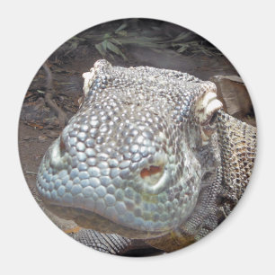 The Komodo Look Magnet