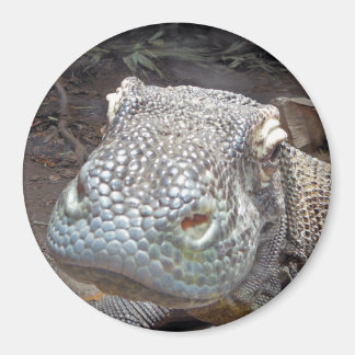 The Komodo Look Magnet