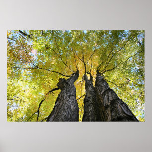 The ladies dance poster