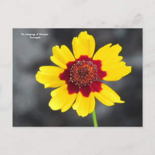 the language of flowers : Coreopsis  Postcard