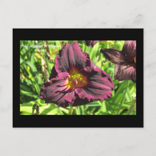 The language of flowers Dark Day lily postcard
