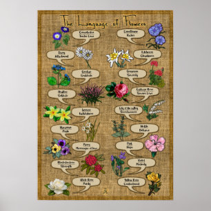The Language of Flowers Poster