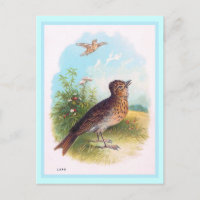 "The Lark" Vintage Illustration