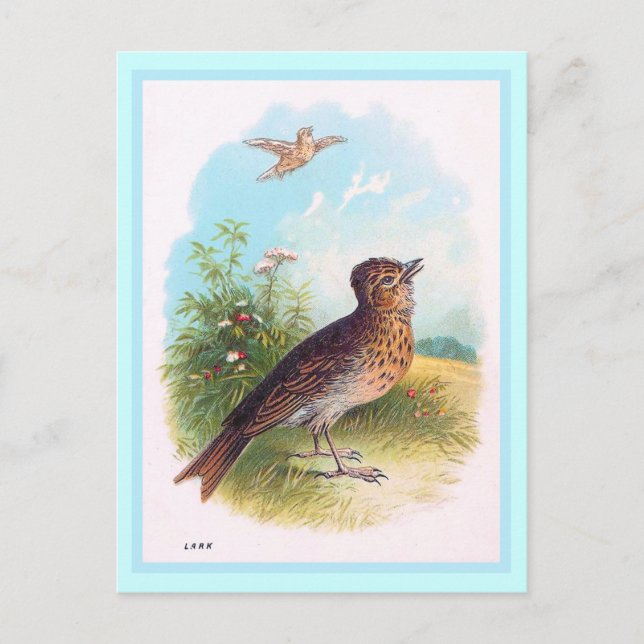 "The Lark" Vintage Illustration Postcard (Front)