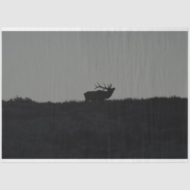 The Last Bugle  Tissue Paper (Front)