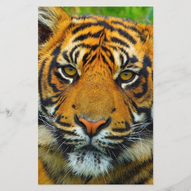 The Last TIger Stationery (Front)