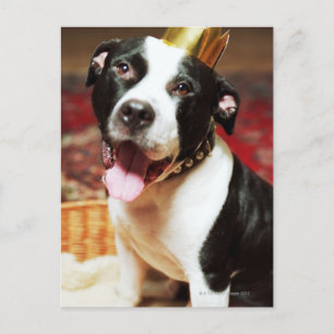 The latin name for all domestic dogs is Canis Postcard