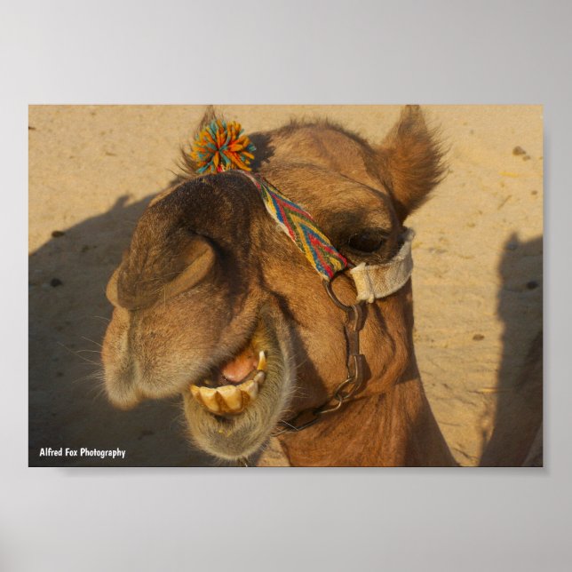 The Laughing Camel Poster (Front)