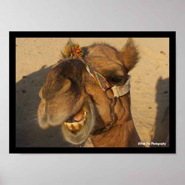 The Laughing Camel Poster (Front)