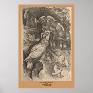 The Leadbeater’s Cockatoo Poster