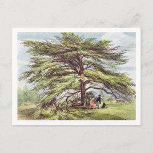 The Lebanon Cedar Tree in the Arboretum, Kew Garde Postcard