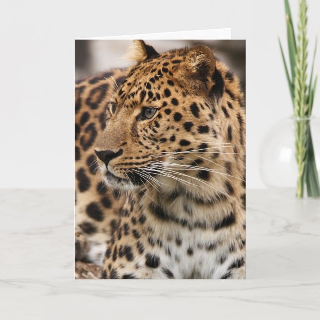 The Leopard Card (Front)