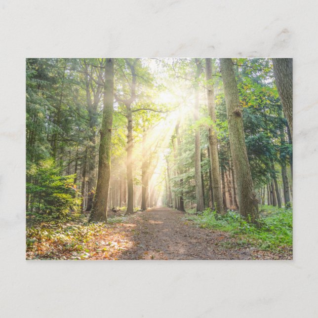 The light from above in the forest postcard (Front)