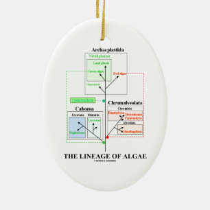 The Lineage Of Algae Evolutionary Biology Ceramic Tree Decoration
