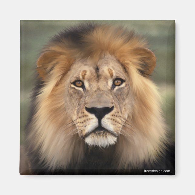 The Lion Magnet (Front)