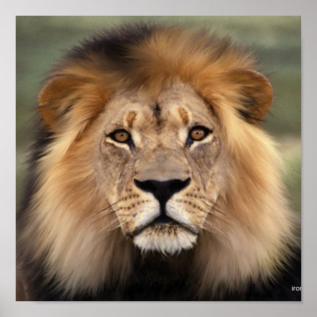 The Lion Poster (Front)