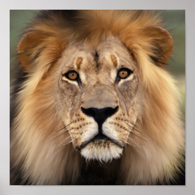 The Lion Poster (Front)