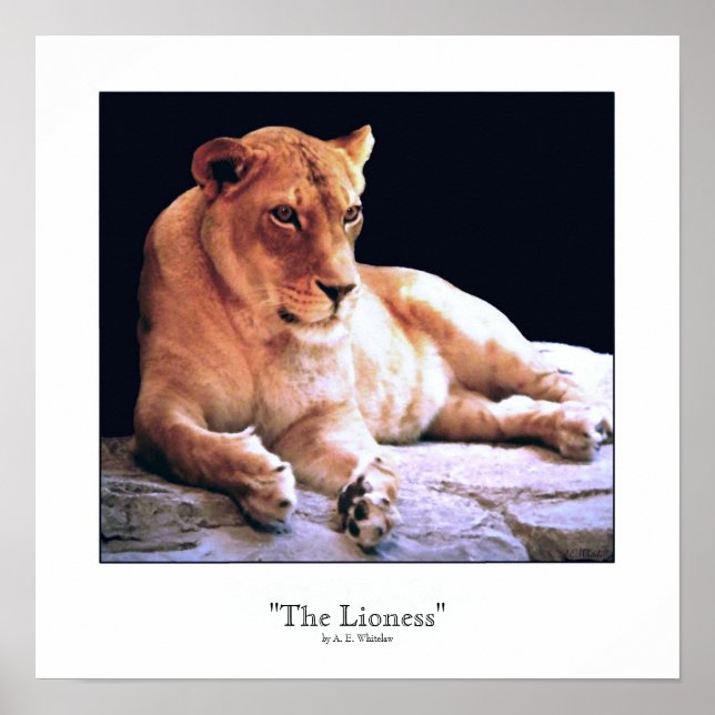 "The Lioness" Poster (Front)