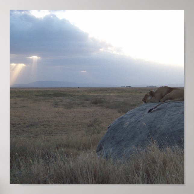 The Lioness's Sunset Poster (Front)