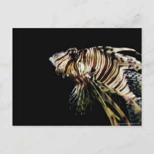 The Lionfish Postcard