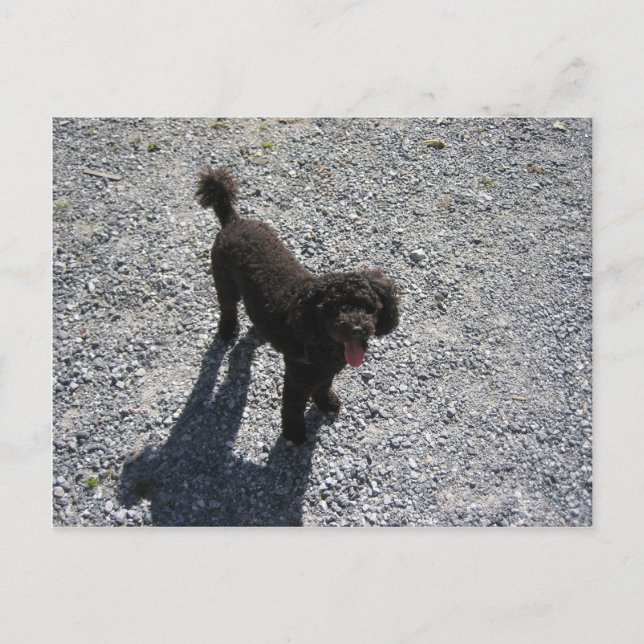The Little Black Poodle Postcard (Front)
