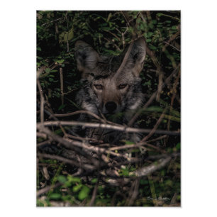 The Little One's Mum Guemes Island Photo Print