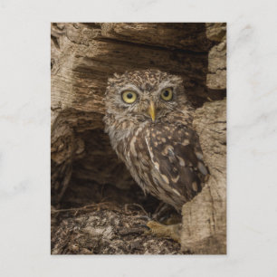 The little owl postcard