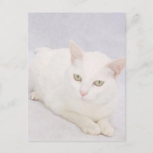 The Little White Cat Postcard