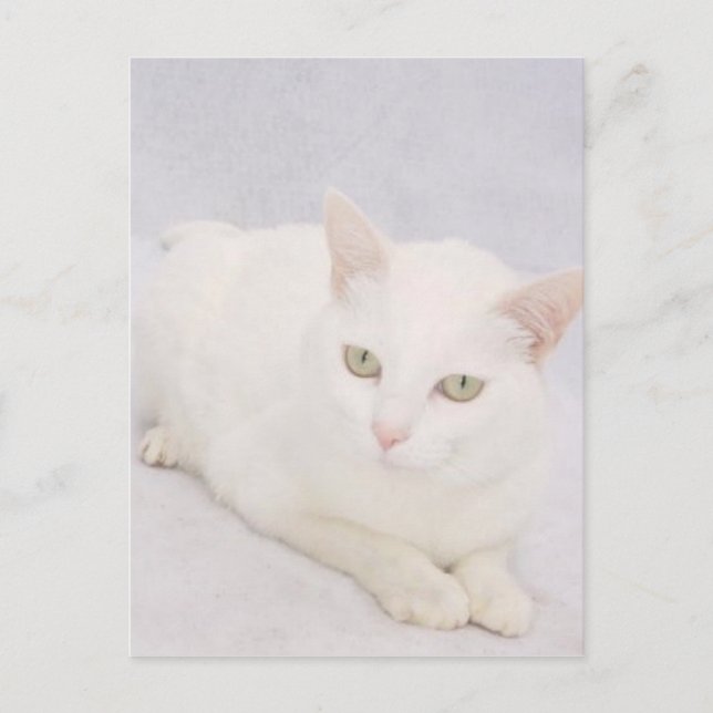The Little White Cat Postcard (Front)