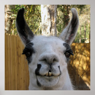 The Llama Poster