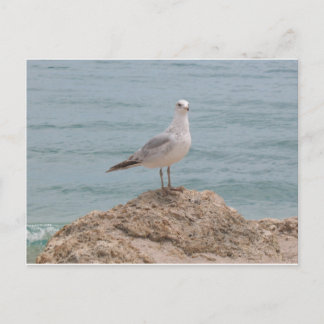 The Lone Seagull (2134) Postcard
