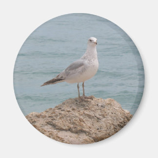 The Lone Seagull Fridge Magnet
