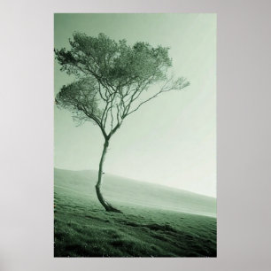 The Lone Sentinel: A Windswept Tree Poster