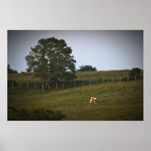The Lonely Cow fine art print