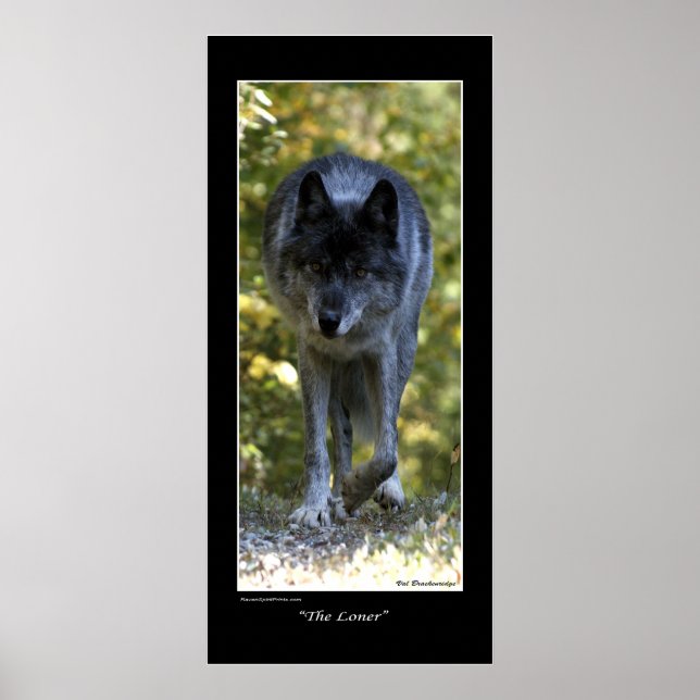 "The Loner" Grey Wolf Photo Poster (Front)