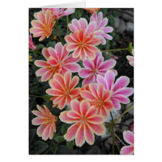 The Lovely Lewisia-Cotyledon