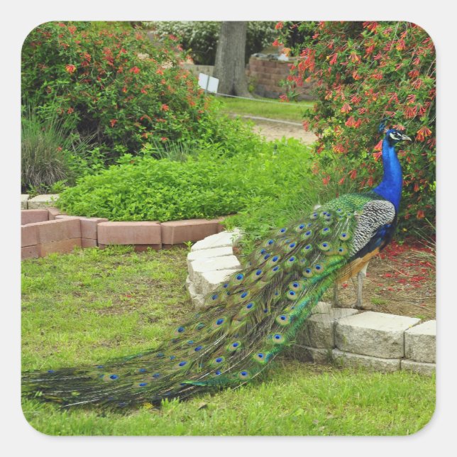 The Lovely Peacock Sticker (Front)