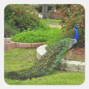 The Lovely Peacock Sticker