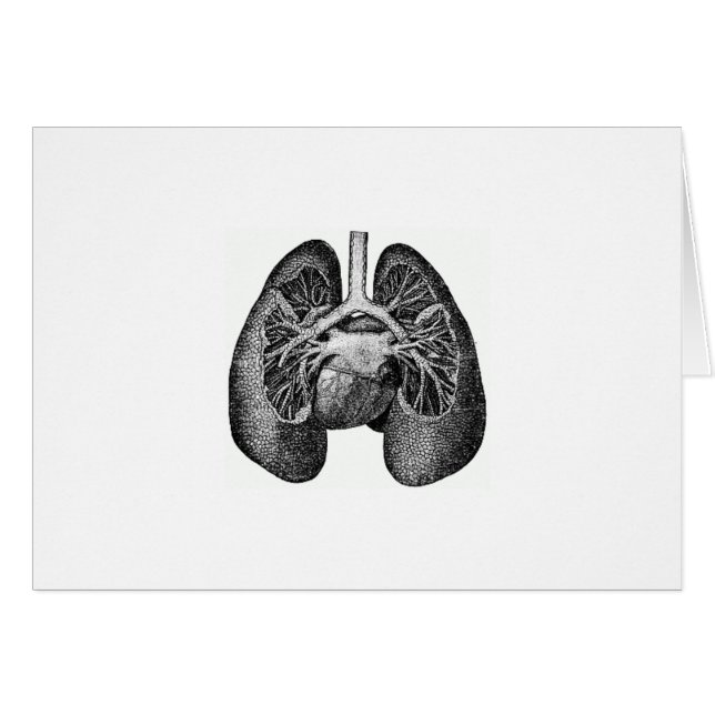 The lungs & heart (Front Horizontal)