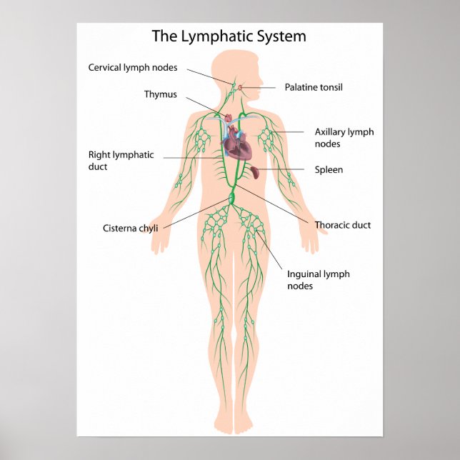 The lymphatic system labelled Poster (Front)