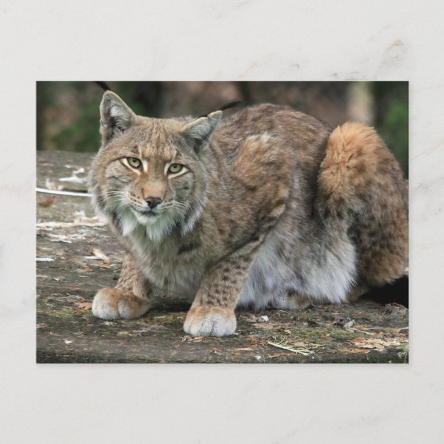 The Lynx Photograph Postcard (Front)