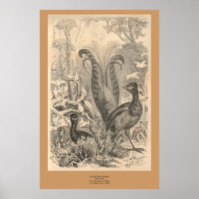 The Lyre Bird Poster (Front)