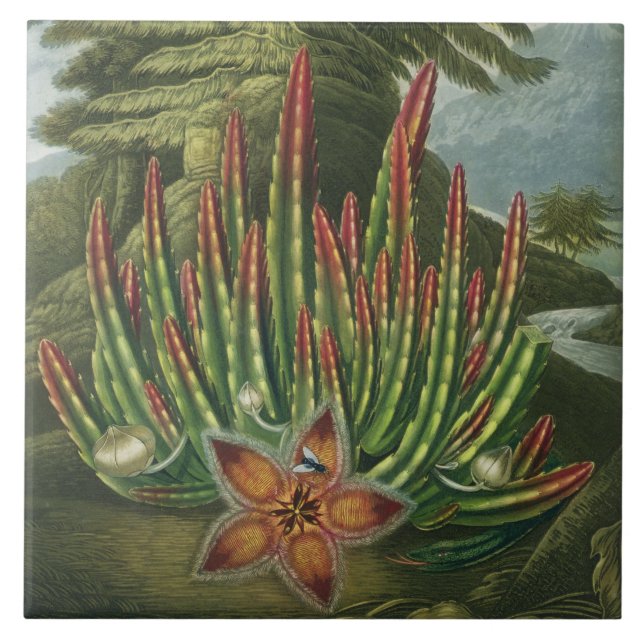The Maggot-Bearing Stapelia, engraved by Stadler, Tile (Front)