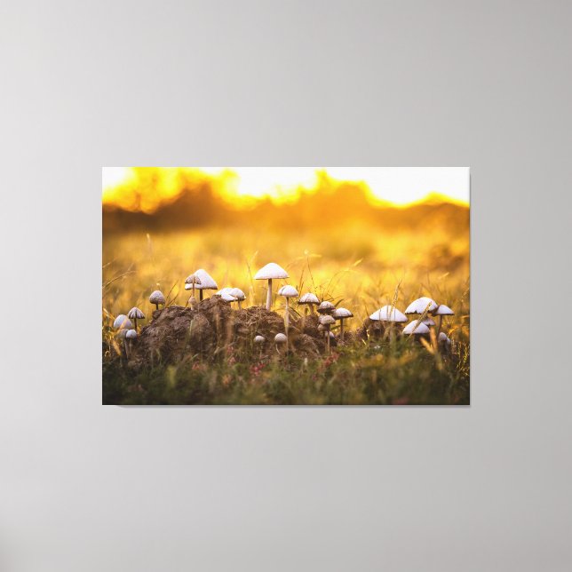 The Magic of Mushrooms Canvas Print (Front)