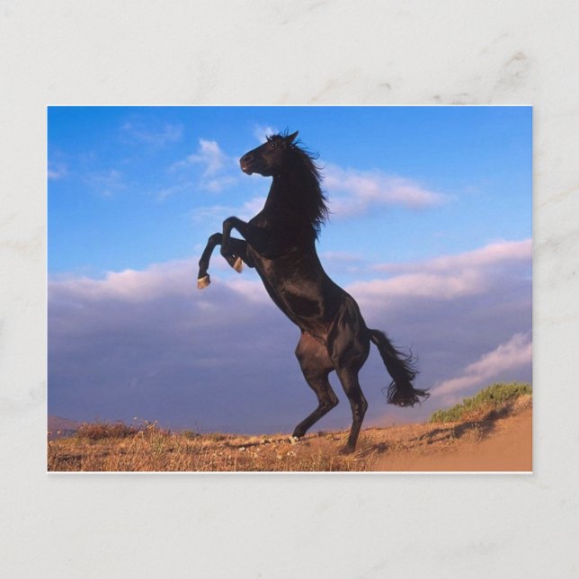 The majestic black stallion postcard (Front)