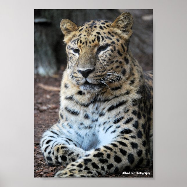The Majestic Leopard Poster (Front)