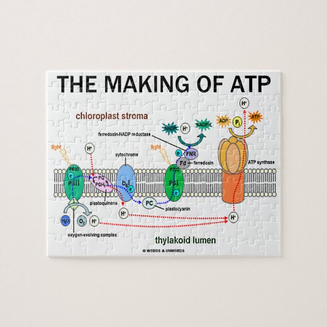 The Making Of ATP Photosynthetic Attitude Jigsaw Puzzle (Horizontal)
