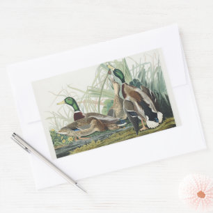 The Mallard Duck Audubon Bird Painting Rectangular Sticker